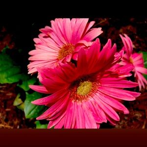 Meet your Posher, BBexley